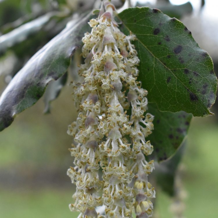 Garrya elliptica ‘James Roof’