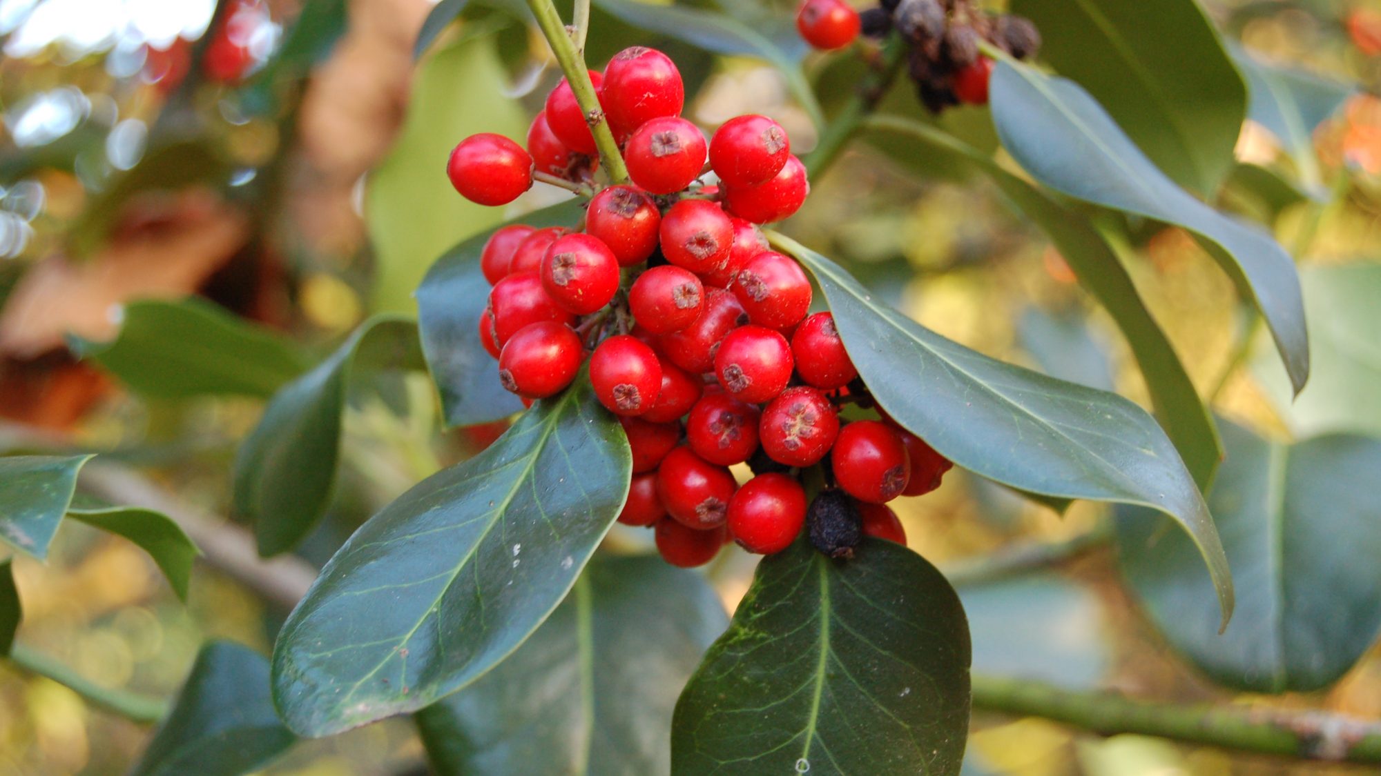 Glossy red fruits with evergreen leaves