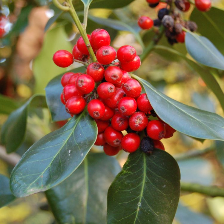 Ilex x altaclerenis ‘Platyphylla’