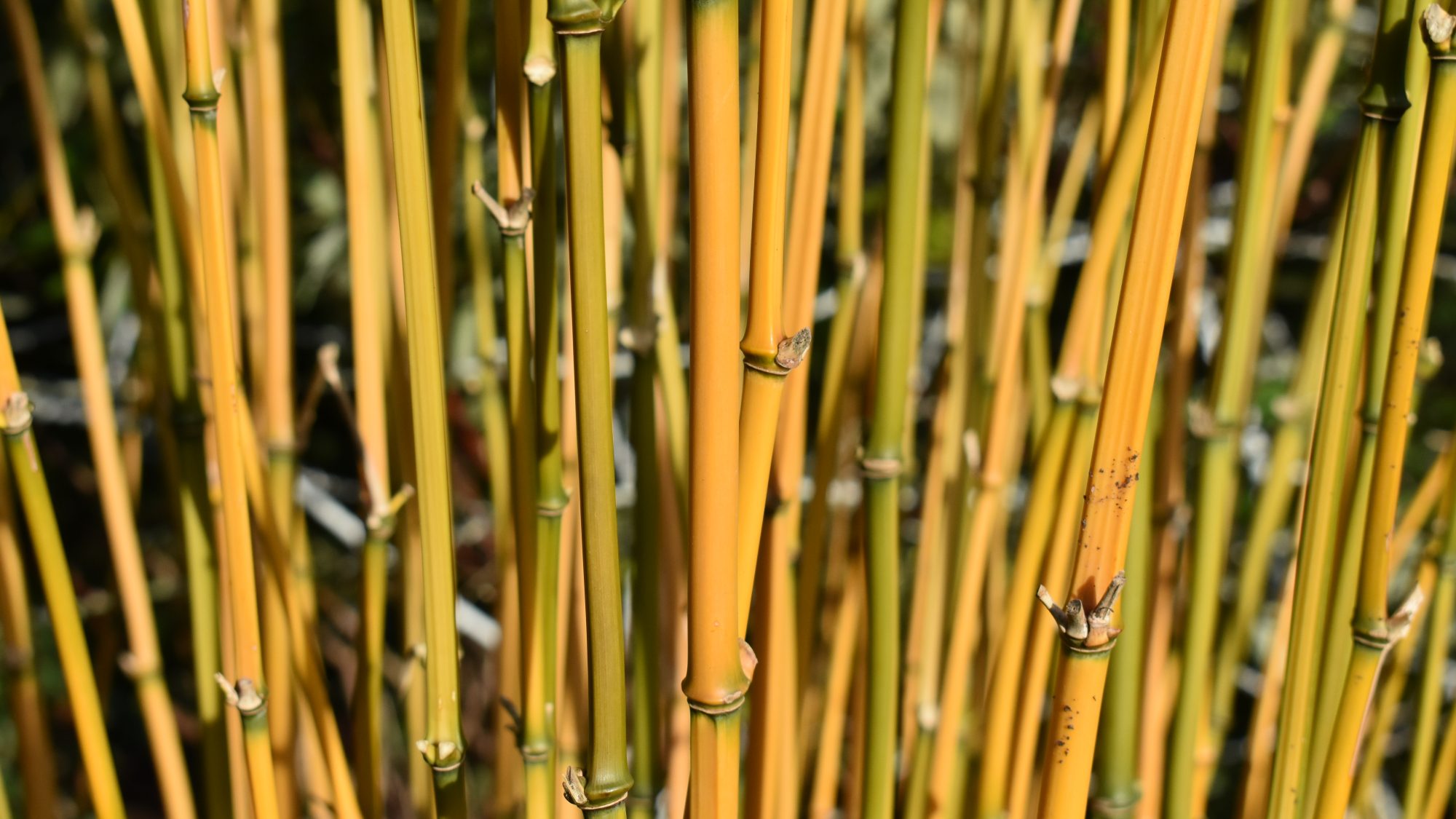 Phyllostachys aureosulcata 'Aureocaulis'