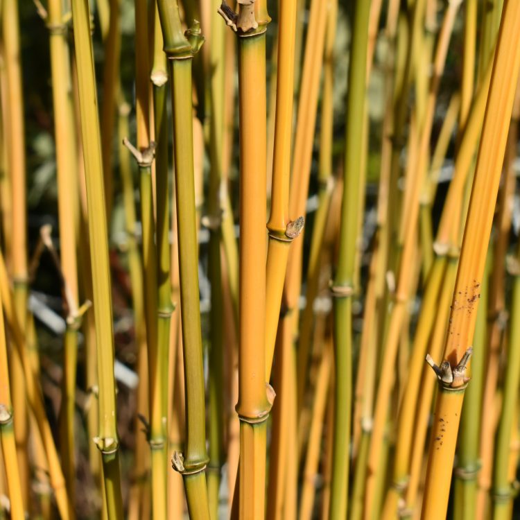 Phyllostachys aureosulcata ‘Aureocaulis’