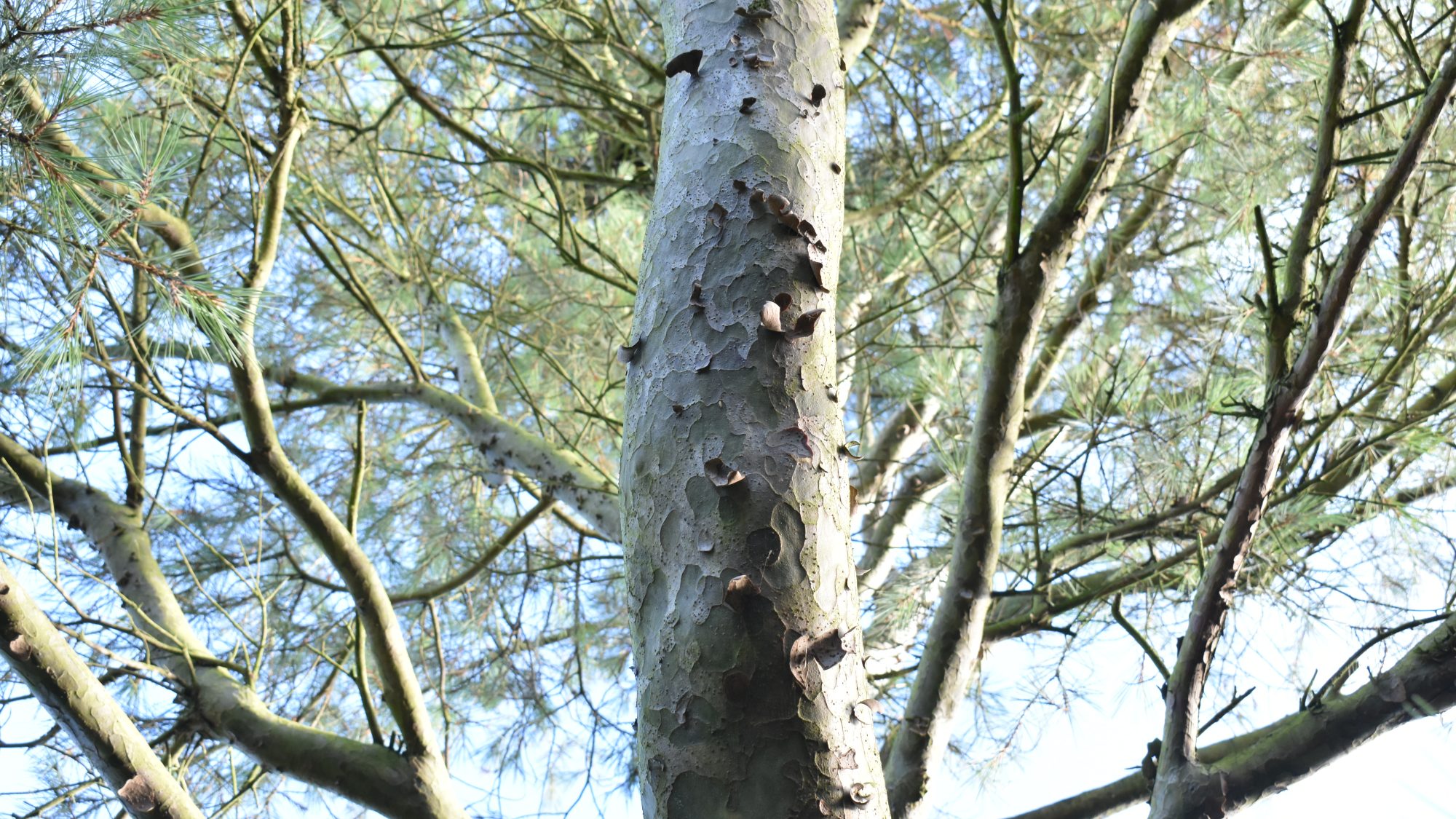 Pinus gerardiana