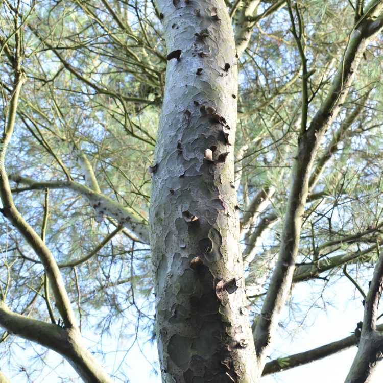 Pinus gerardiana