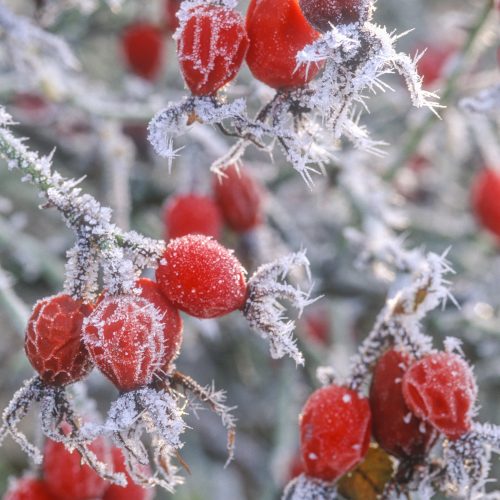 Christmas at CUBG