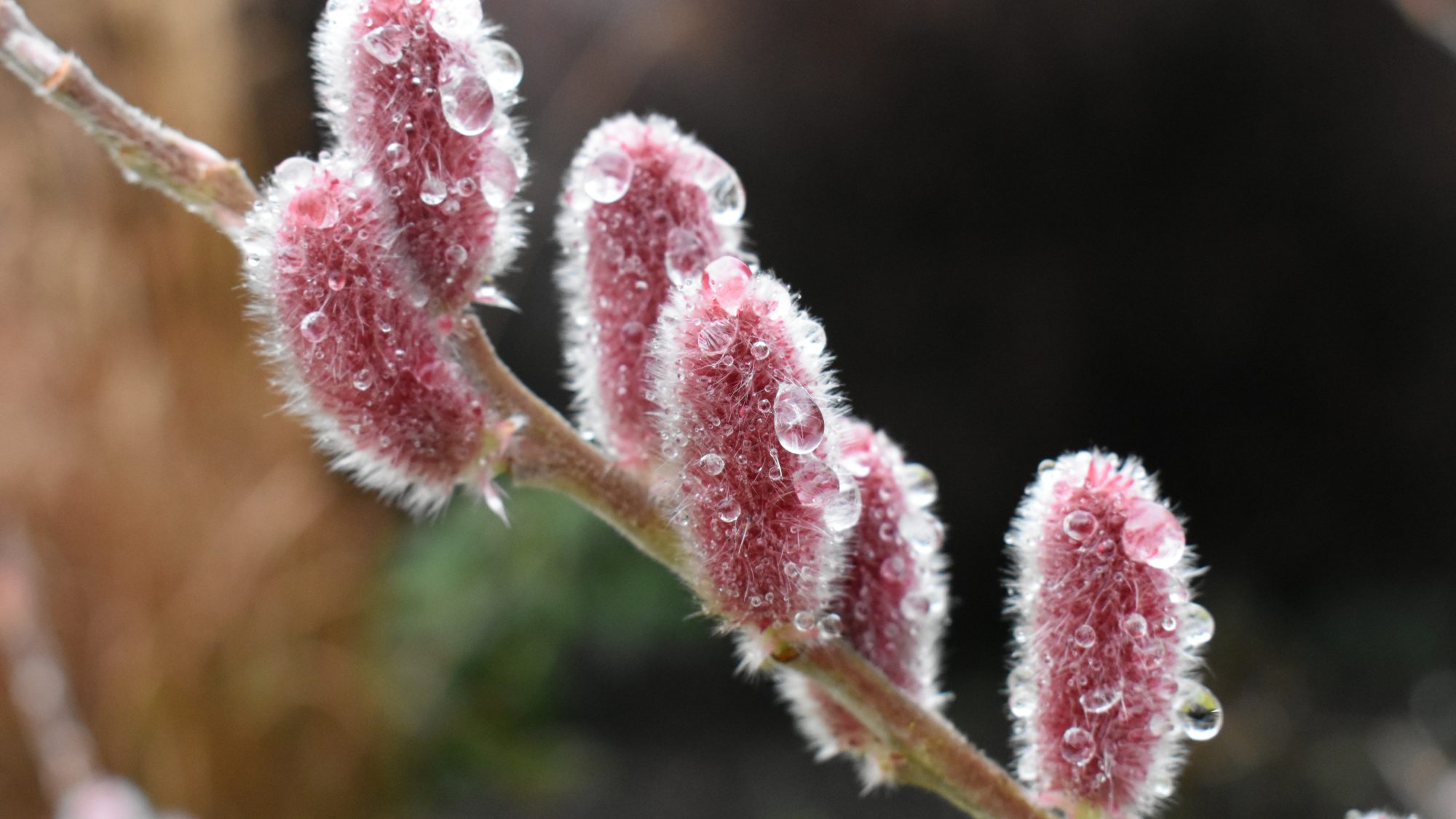 Salix gracilistyla 'Mount Aso'