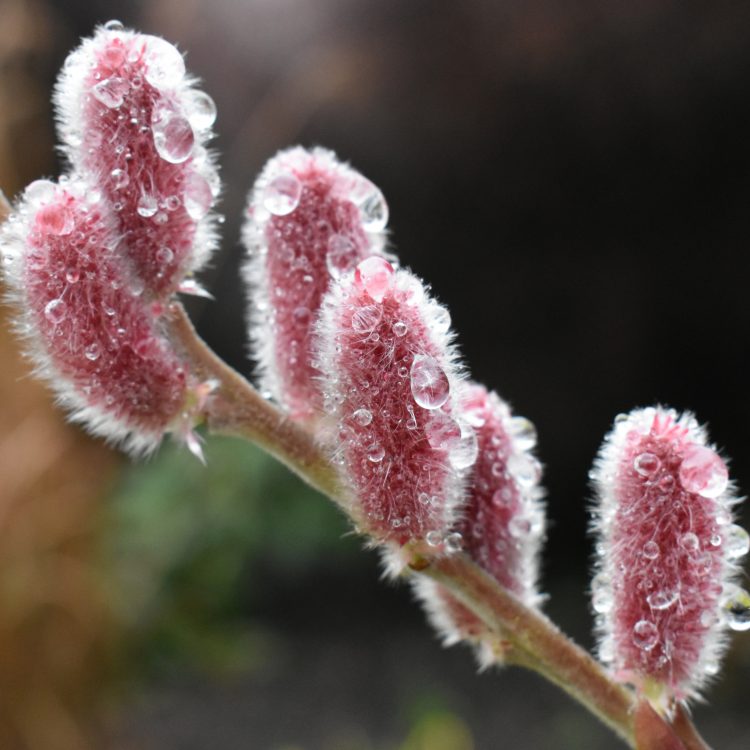 Salix gracilistyla ‘Mount Aso’