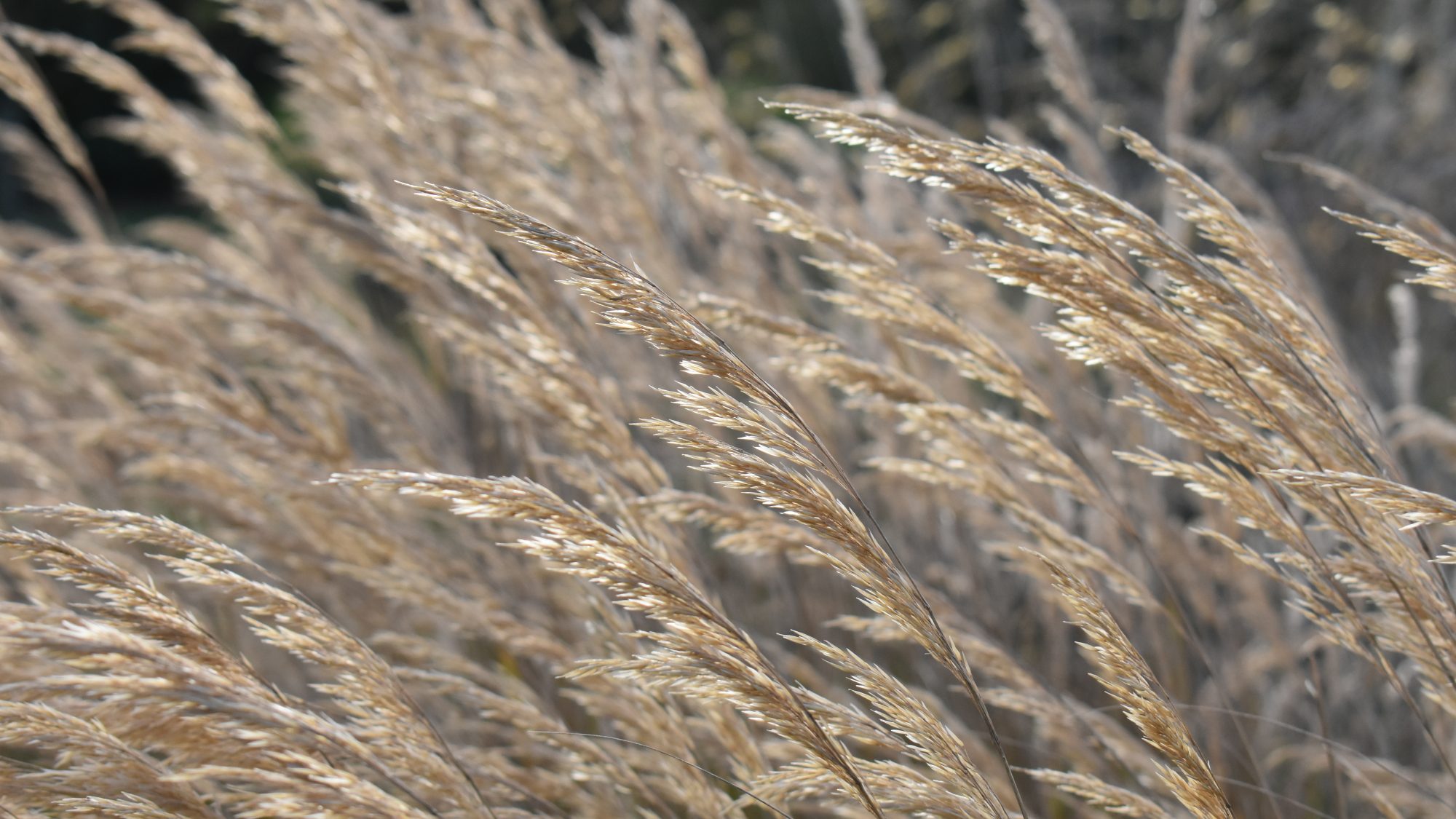 Wands of grass seed.