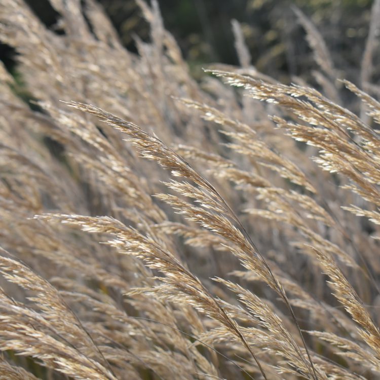 Stipa calamagrostis