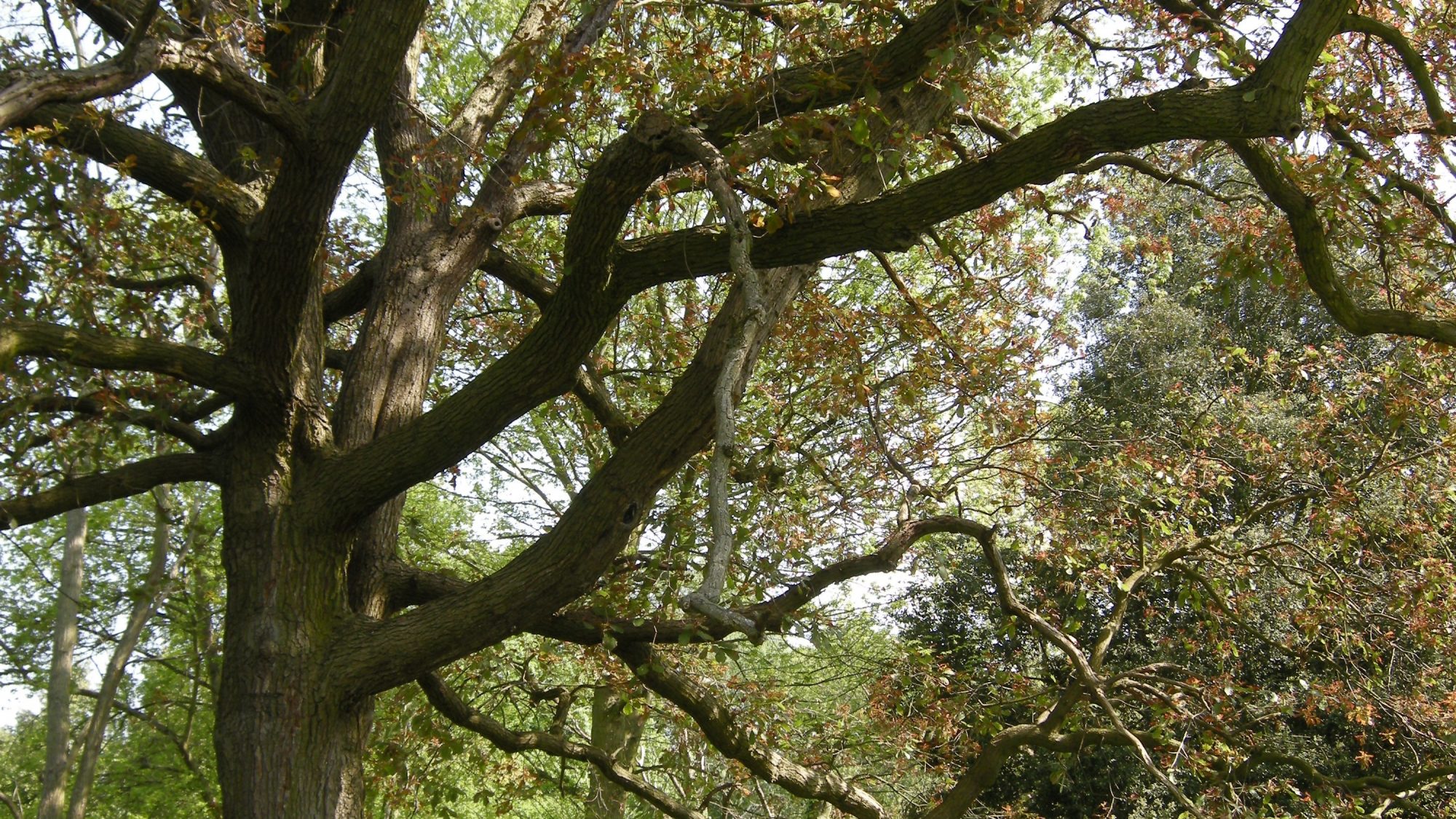 A large oak tree with orange leaves and surrounded by white flowers at its base.