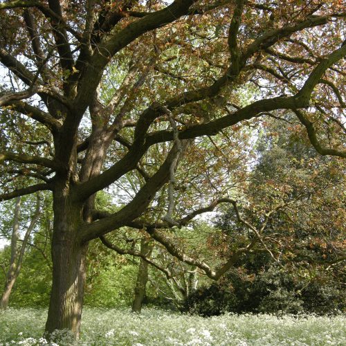 Exploring the Cambridge Oak