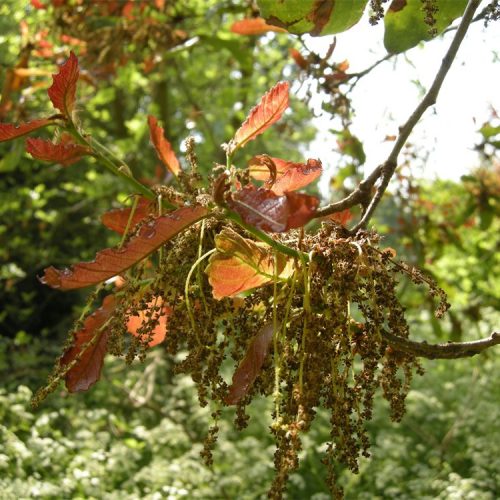 Resources: exploring trees