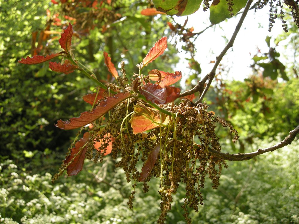 The copper-red leaves of the Cambridge Oak