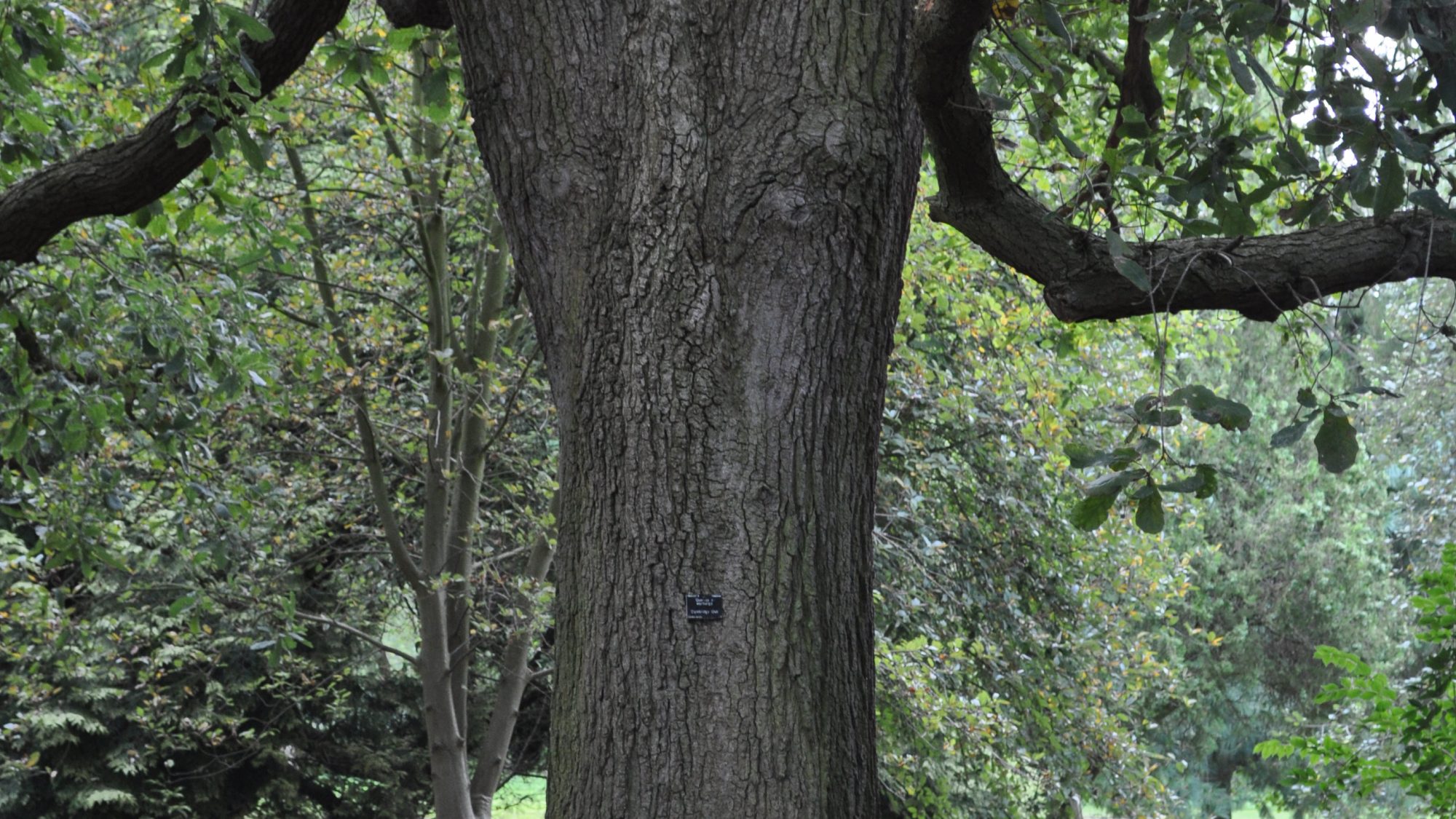 A large oak tree in the middle of a clearing.