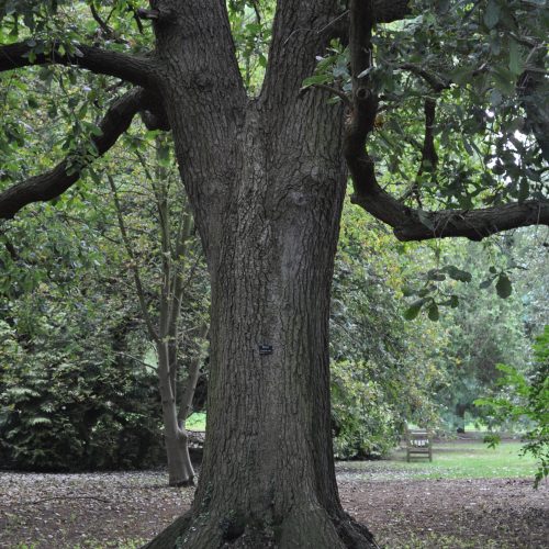 The Cambridge Oak song by John Hinton