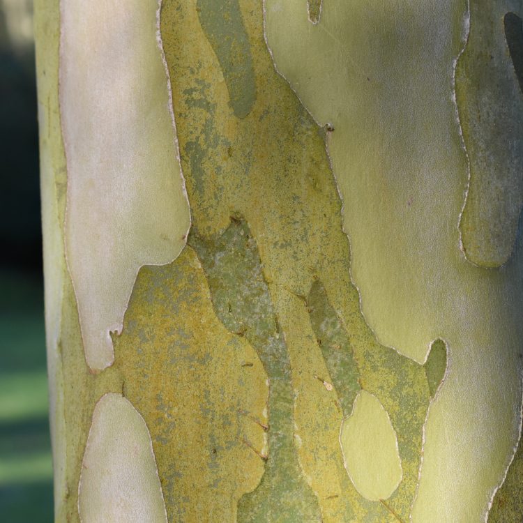 Cornus wilsoniana