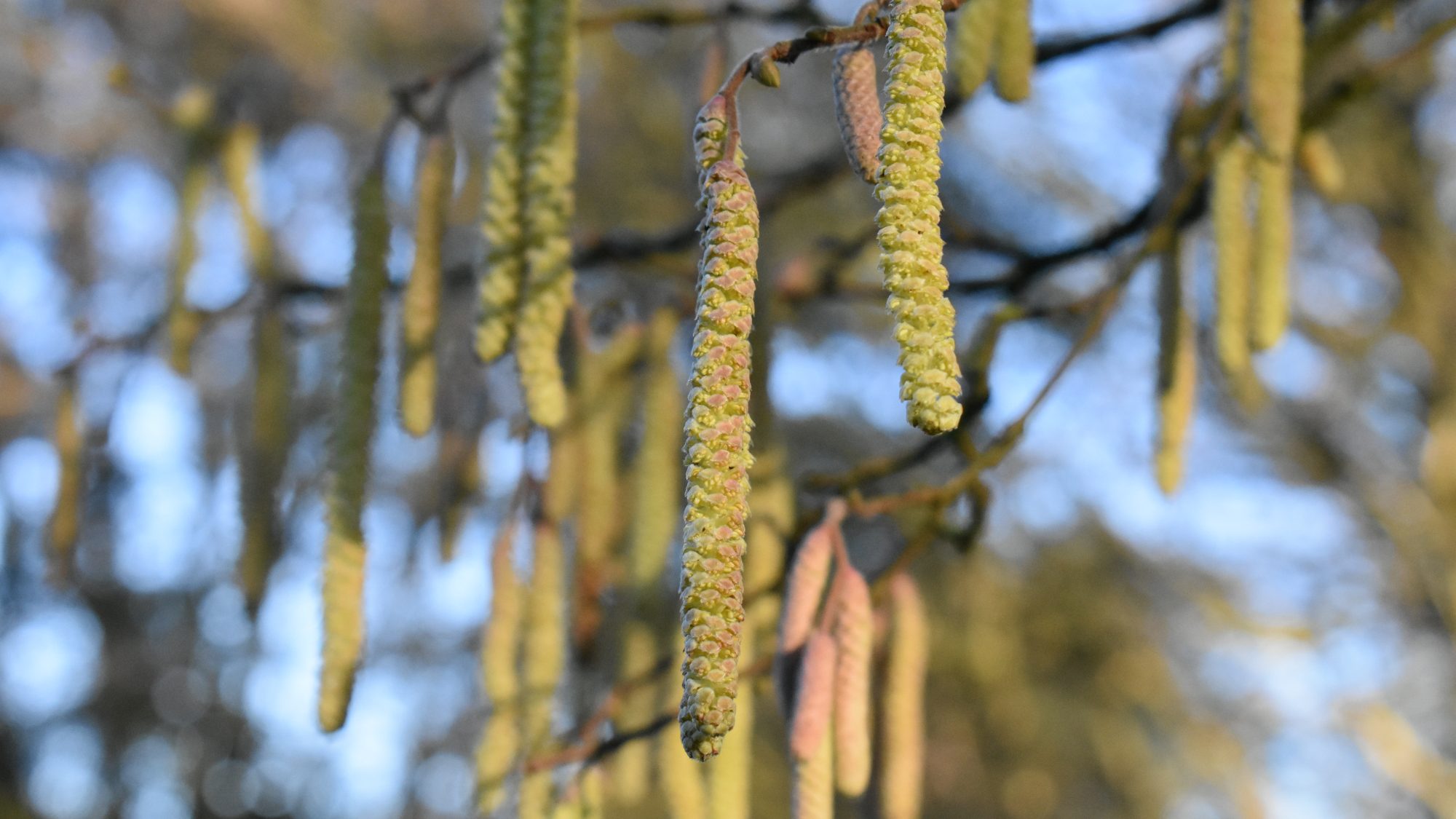 Corylus avellana 'Schizochlamys'