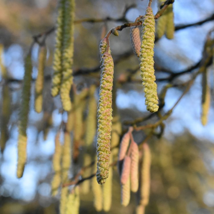 Corylus avellana ‘Schizochlamys’