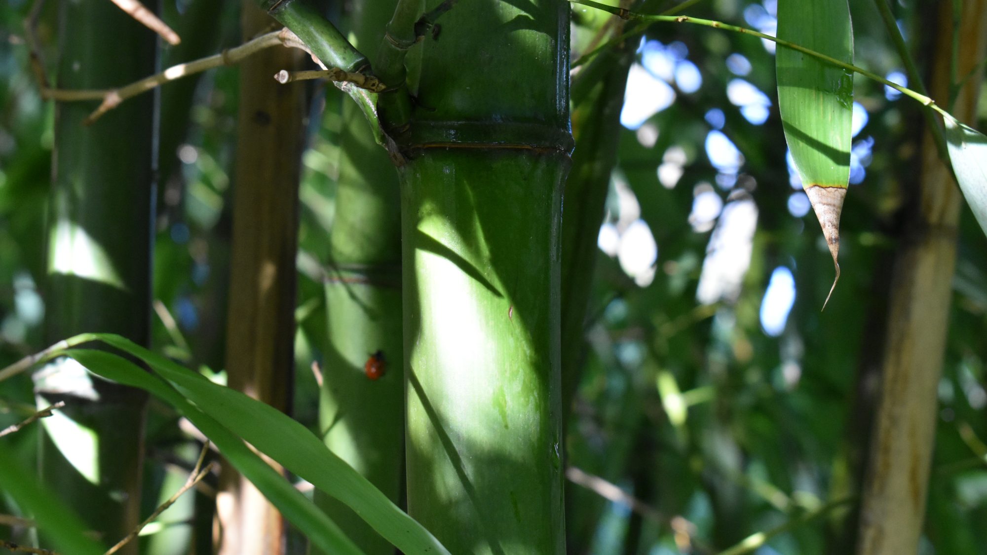Phyllostachys viridiglaucescens