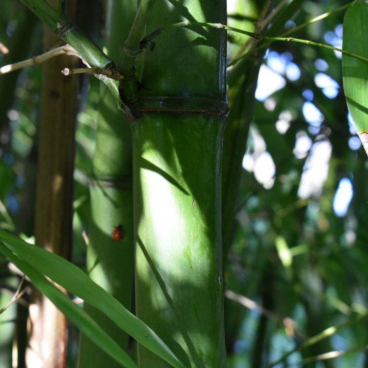 Phyllostachys viridiglaucescens