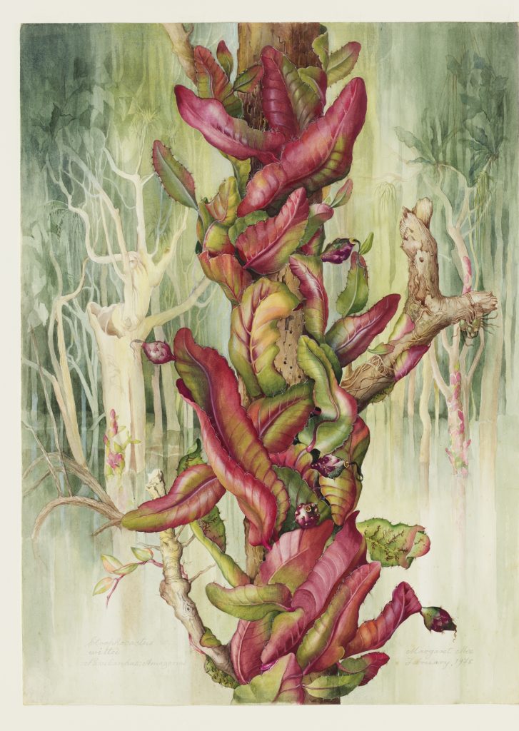 Botanical illustration of the flower in the rainforest. The leaf pads are red and green, there are round, red berries on the side of some of them where the flower has been pollinated.