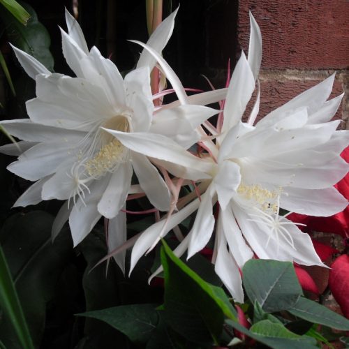 Is my Moonflower the same as your Moonflower?