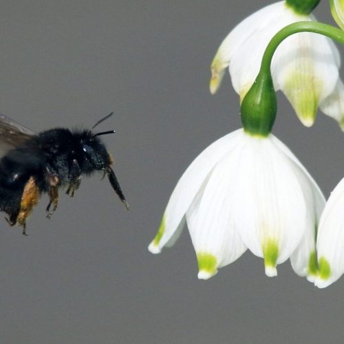 Wildlife Recording and Monitoring at CUBG