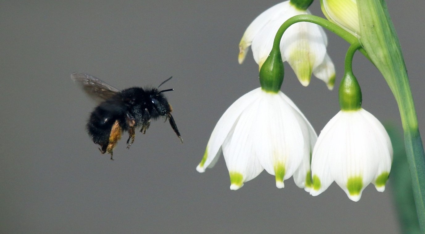 A bee flies towards some snowdrops.