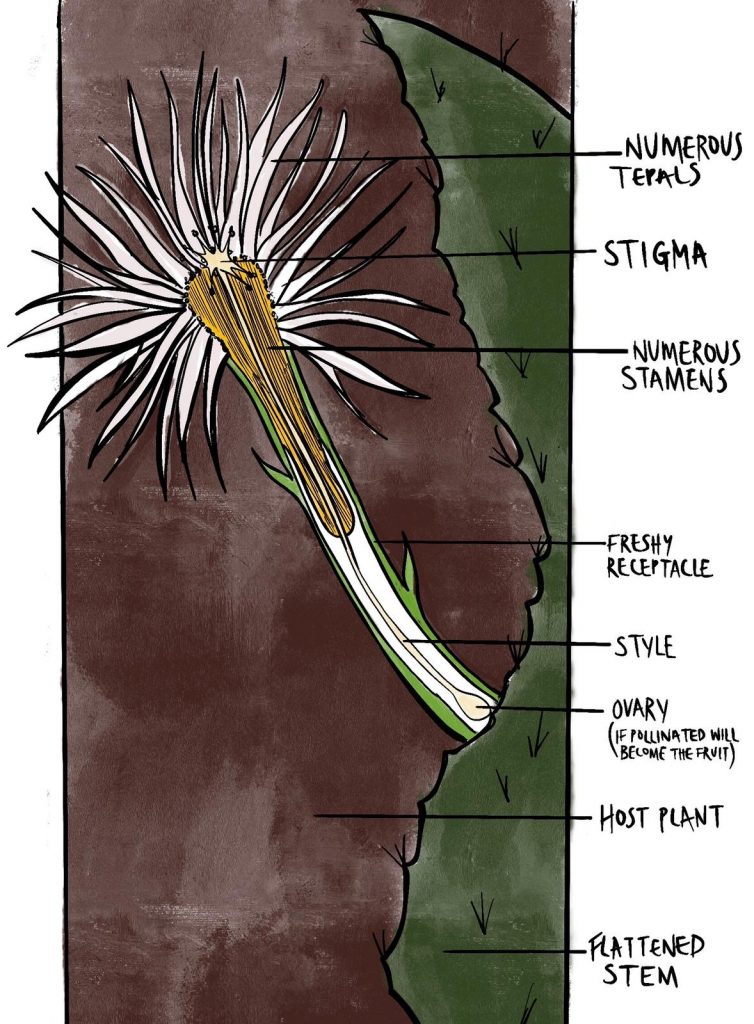 cross-section drawing of the flower structure with the different parts labelled