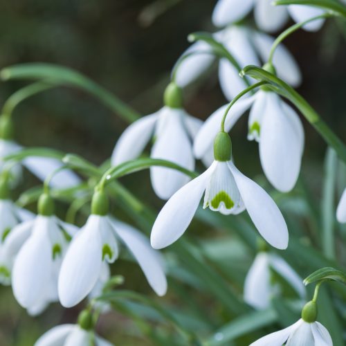 Spot the difference - how to identify snowdrops