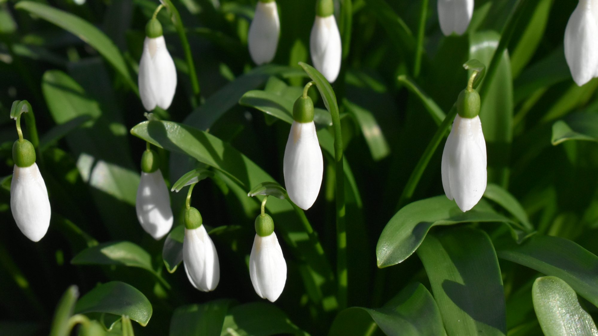 Slender, white, pendent flowers.