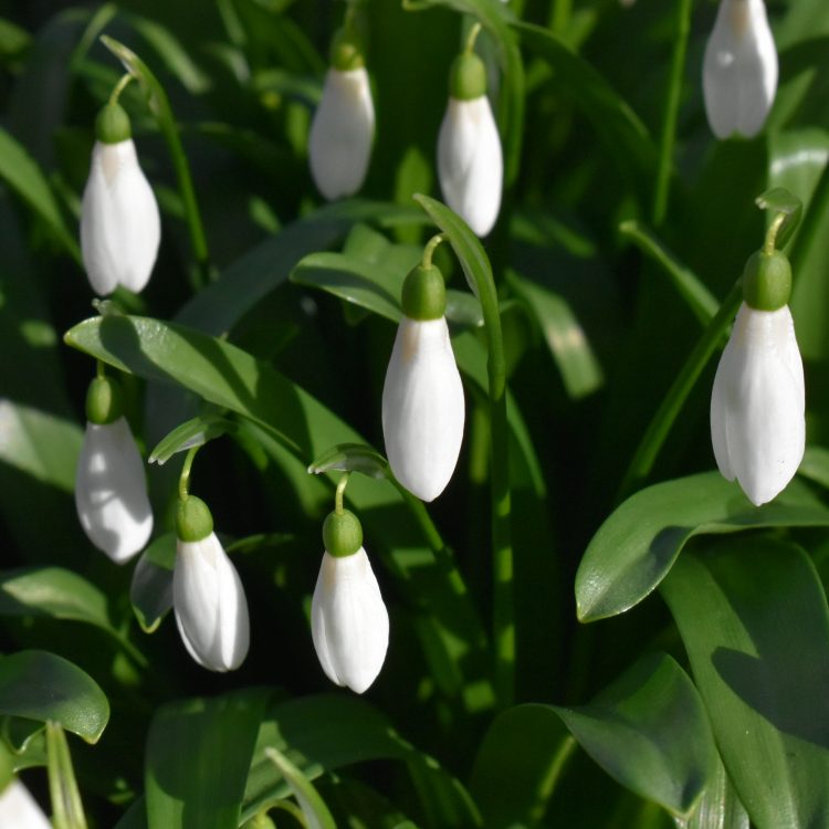 Galanthus woronowii