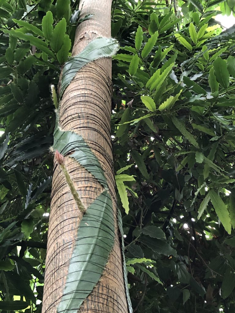 Wide, flat, green, oval leaf pads are attached to the trunk of a tree. A stalk comes out from the side of one pad, looking a bit like asparagus, it is green with a red bud at the end.