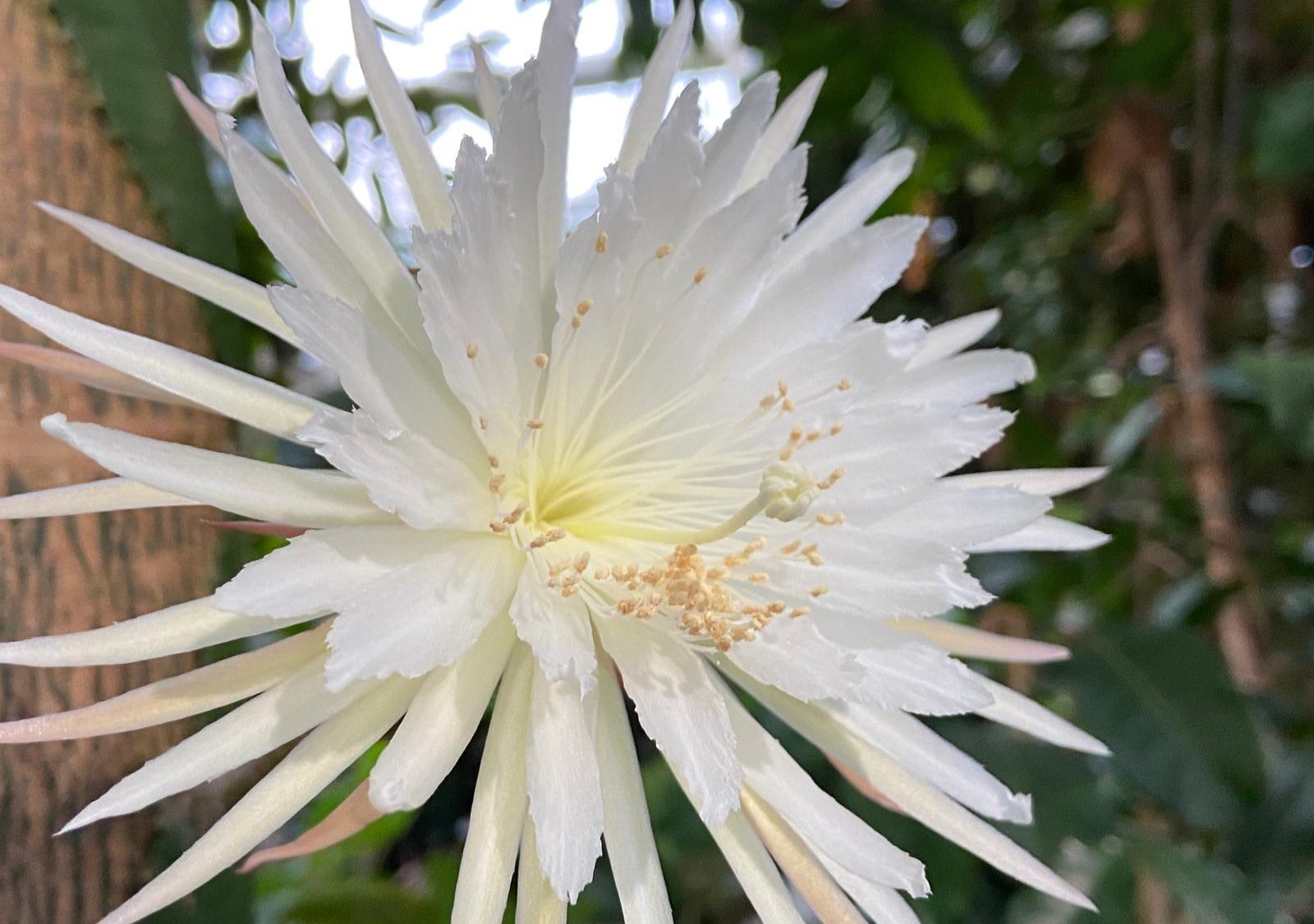 A large white flower blooming against a background of tropical leaves and trunks