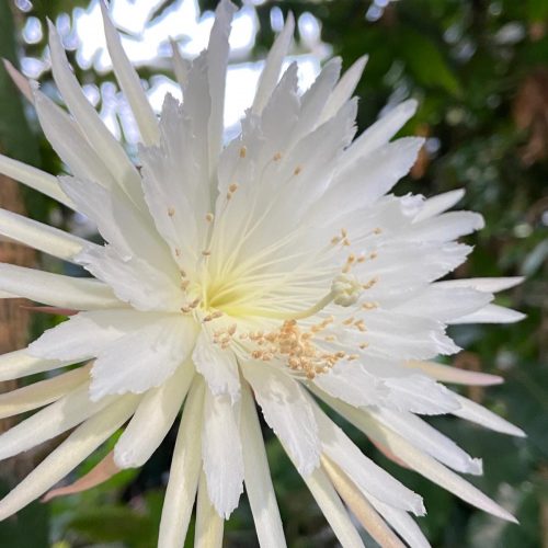 Moonflower 2021 – the suspense is over!