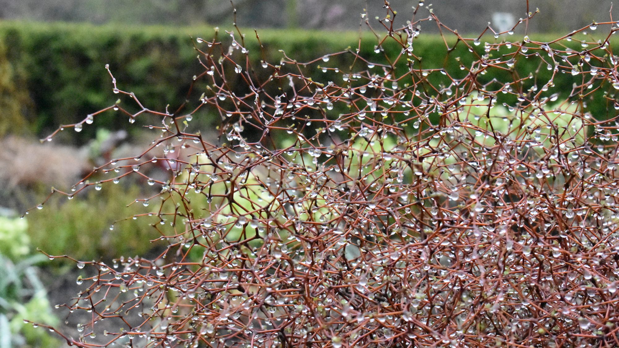 Muehlenbeckia astonii
