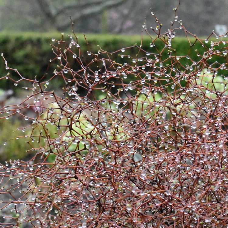 Muehlenbeckia astonii