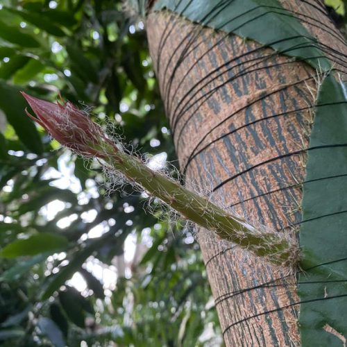 Rare cactus from the Amazon rainforest to flower for the first time in the UK at CUBG – for 12 hours only!
