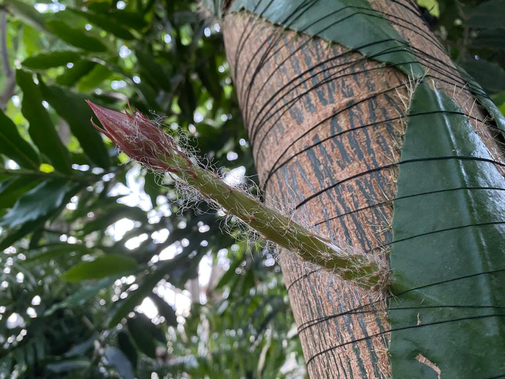 moonflower bud