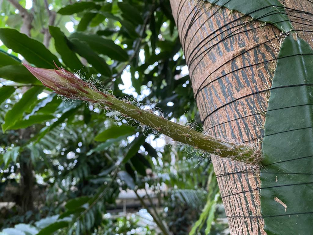 close up of the flower stem showing white hairs on the green stalk and the reddish pink tipped bud at the end.