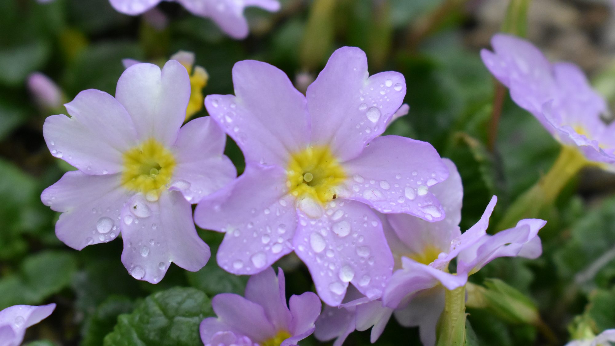 Primula vulgaris ssp. sibthorpii