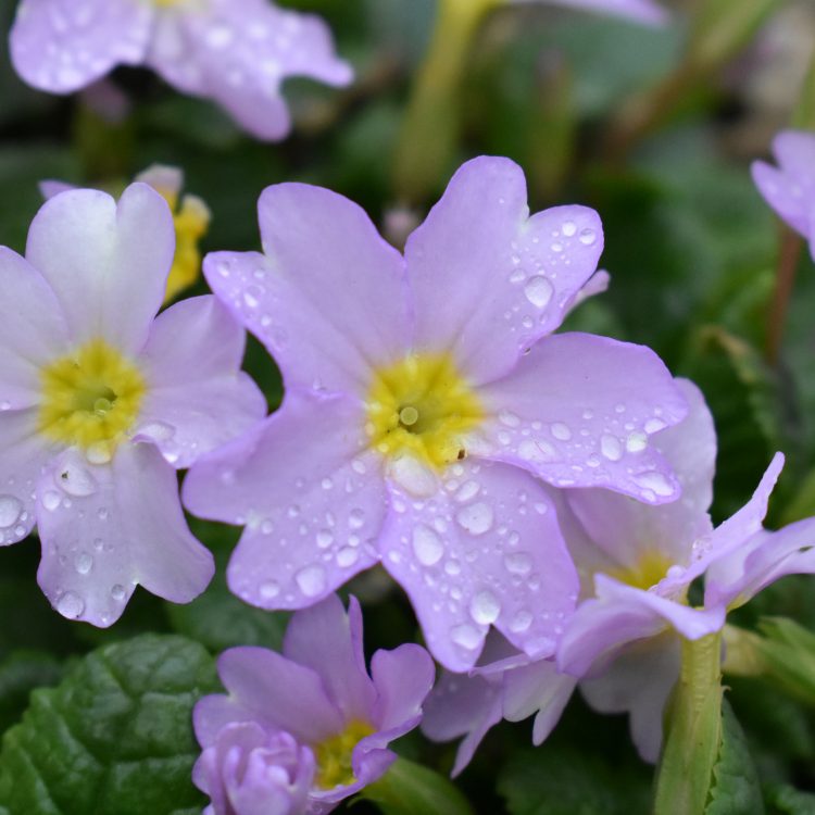 Primula vulgaris ssp. sibthorpii