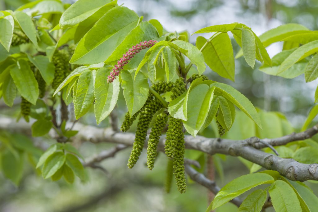 Green and pink catkins of Pterocarya fraxinifolia.