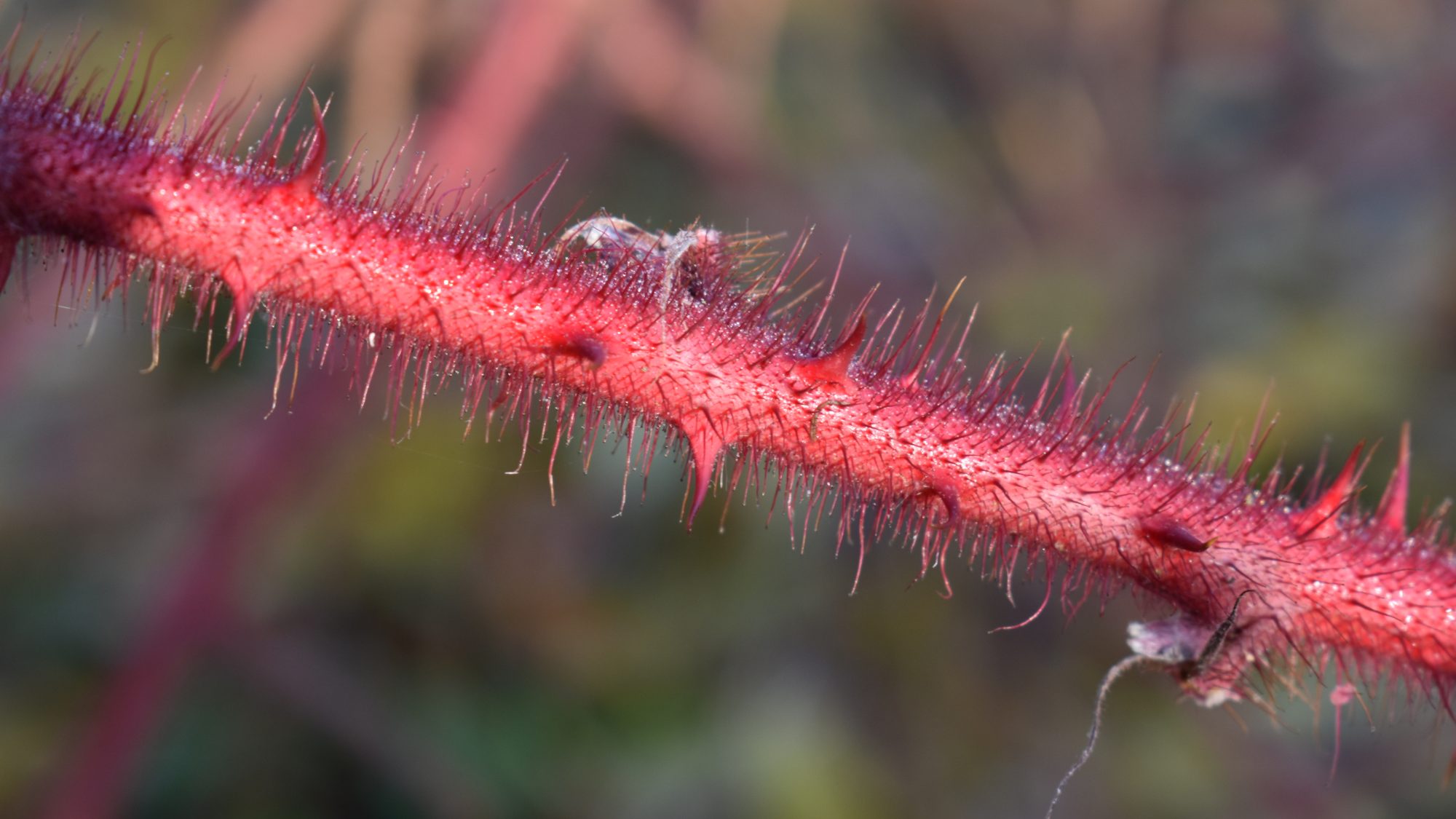 Rubus phoenicolasius