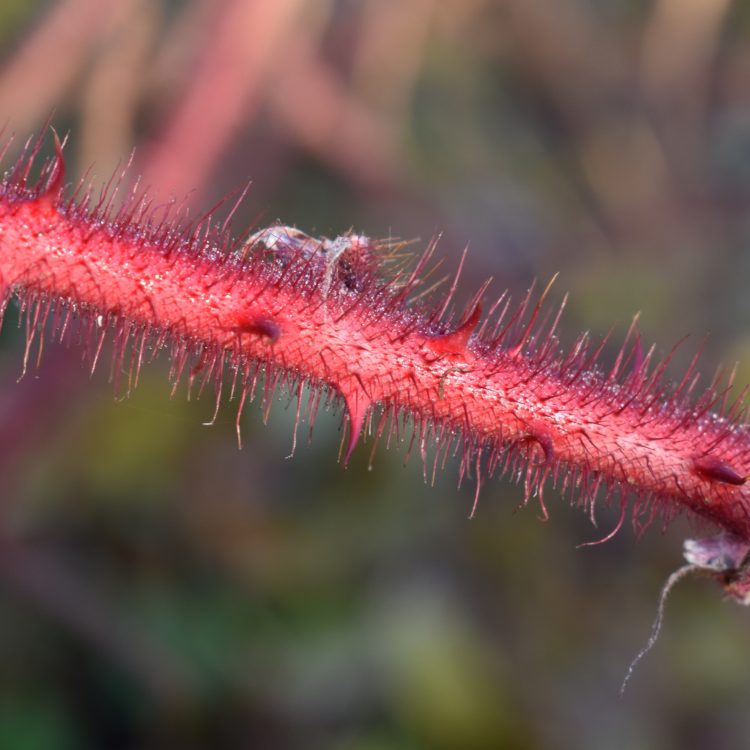 Rubus phoenicolasius