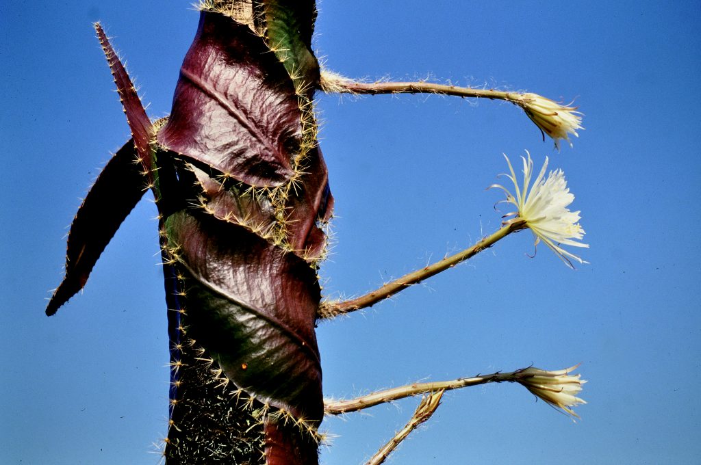 side profile showing four flower stems coming from the side of a trunk, one in flower, two half closed having just flowered and one in bud. The leaf pads are quite red, the flowers white and they show up beautifully against a bright blue sky.