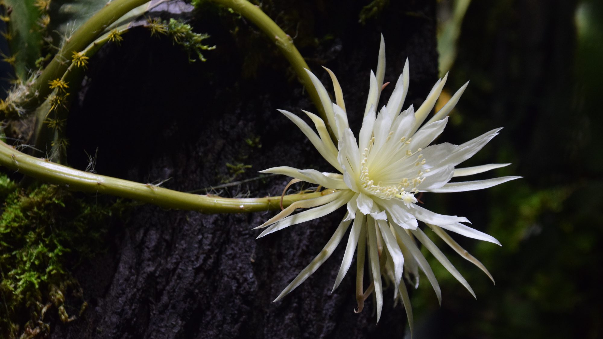 Photograph of a moonflower in bloom. A long green stem ends in a beautiful white flower with narrow white petals.