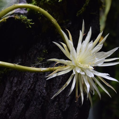 Secrets of the Moonflower