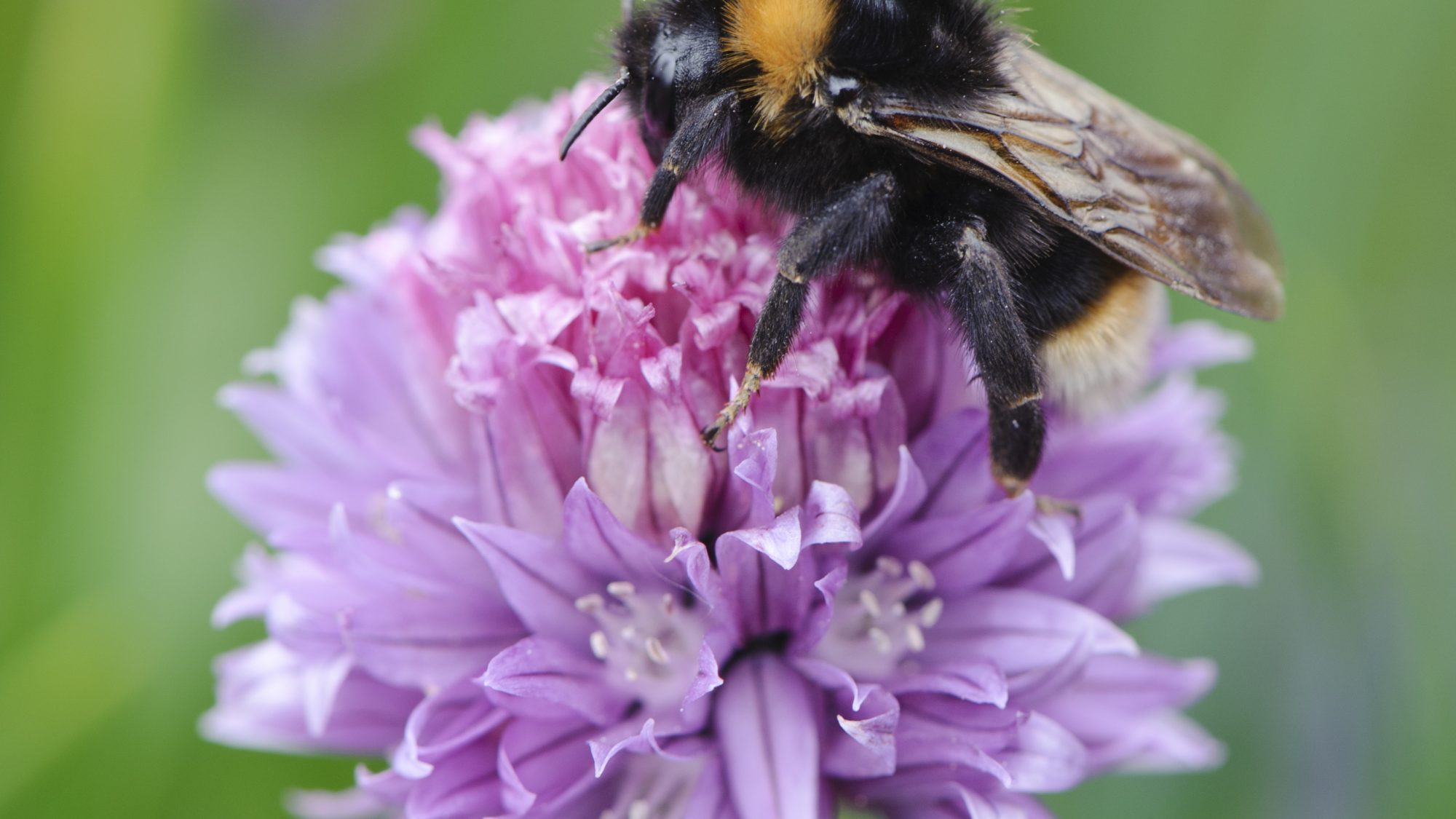Bumblebee on a purple allium.