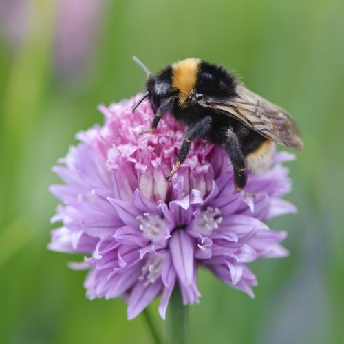 Wildlife-Friendly Gardening