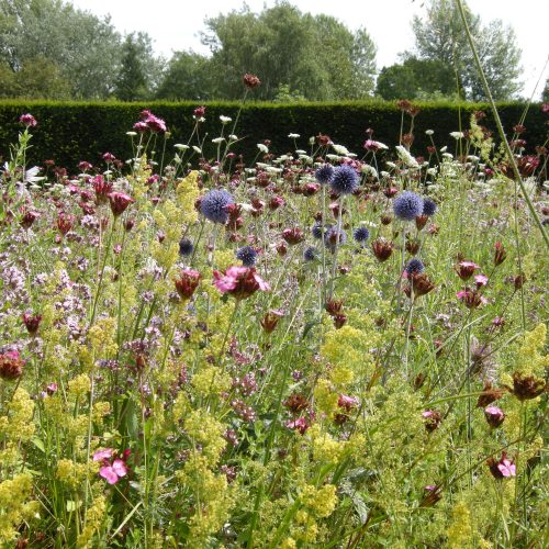 Dry perennial meadow